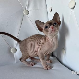 Boucheron*CZ Fabiana Donský Sphynx, female