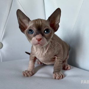 Boucheron*CZ Fabiana Donský Sphynx, female