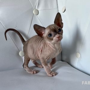 Boucheron*CZ Fabiana Donský Sphynx, female