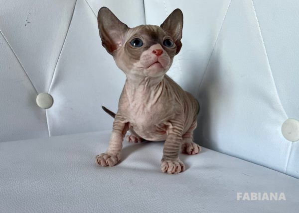 Boucheron*CZ Fabiana Donský Sphynx, female