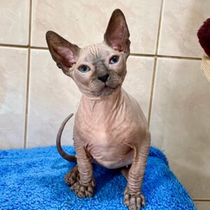 Miracle - kočička plemene Donský Sphynx