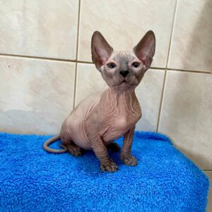 Marvel - kocourek plemene Donský Sphynx