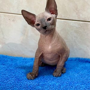 Marvel - kocourek plemene Donský Sphynx