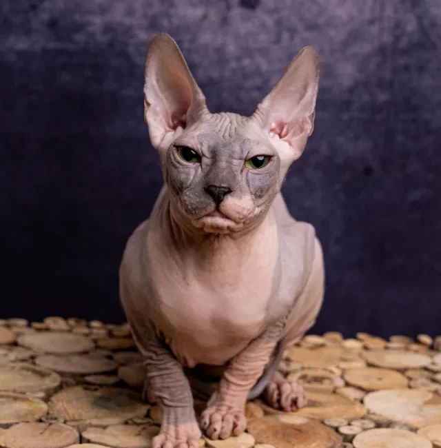 Olivka of Aenigma Arcanum kočka plemene Donský Sphynx