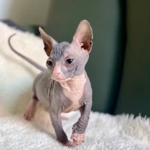 Rafael - kocourek plemene Donský Sphynx