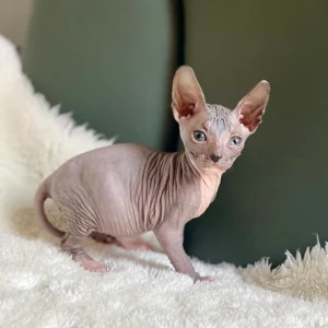 Rico - kocourek plemene Donský Sphynx