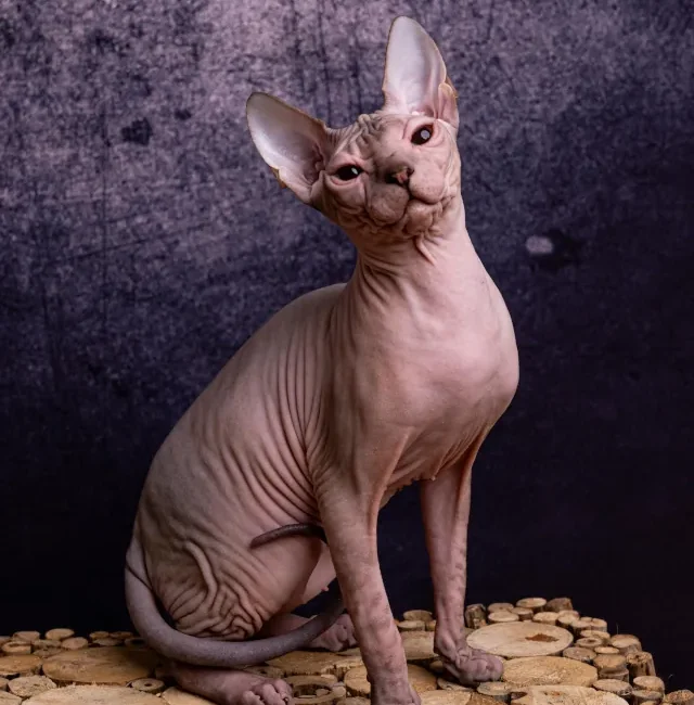 Rimma Honey Alien kočka plemene Donský Sphynx