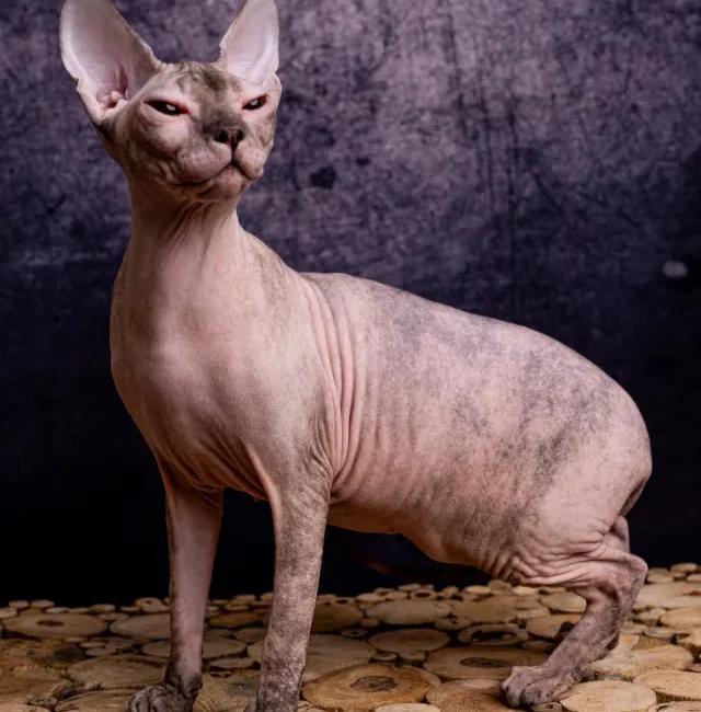 Rossi Honey Alien kočka plemene Donský Sphynx