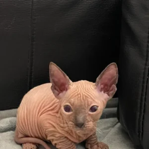 Tairi - kočička plemene Donský Sphynx