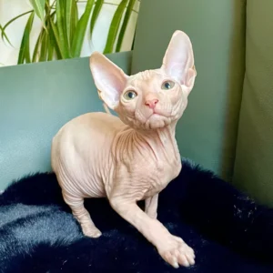 Tamerlan - kocourek plemene Donský Sphynx