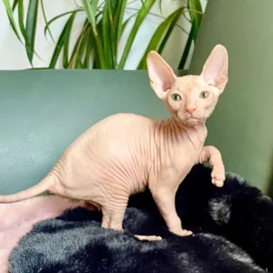 Tamerlan - kocourek plemene Donský Sphynx