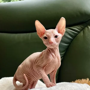 Tamerlan - kocourek plemene Donský Sphynx