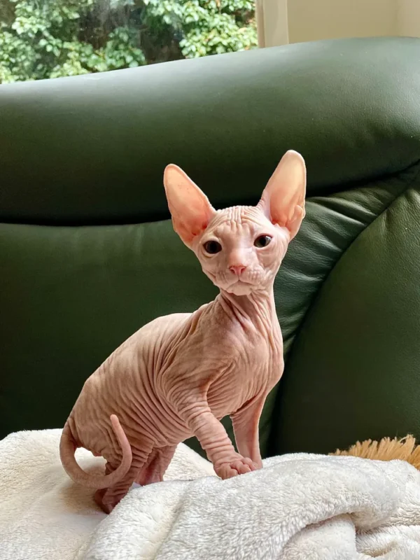 Tamerlan - kocourek plemene Donský Sphynx